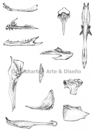 Huesos craneales, Percophis brasiliensis. 2012